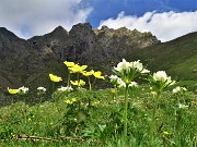 02 Sul sent. 108A con Pulsatilla alpina sulphurea (Anemone sulfureo) e Anemonastrum narcissiflorum (Anemone narcissino)